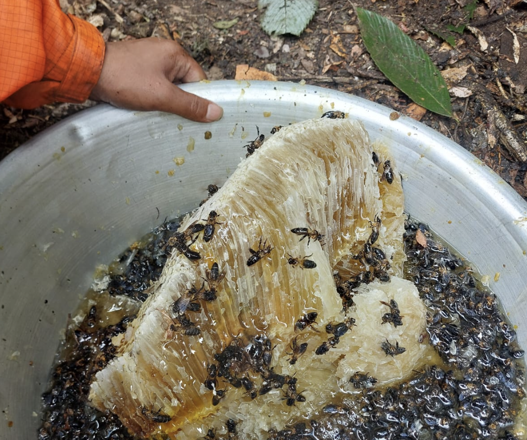 Dripping Gold, and High-Risk Harvest